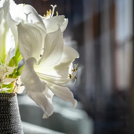 فندق Zwoelferhaus 4*